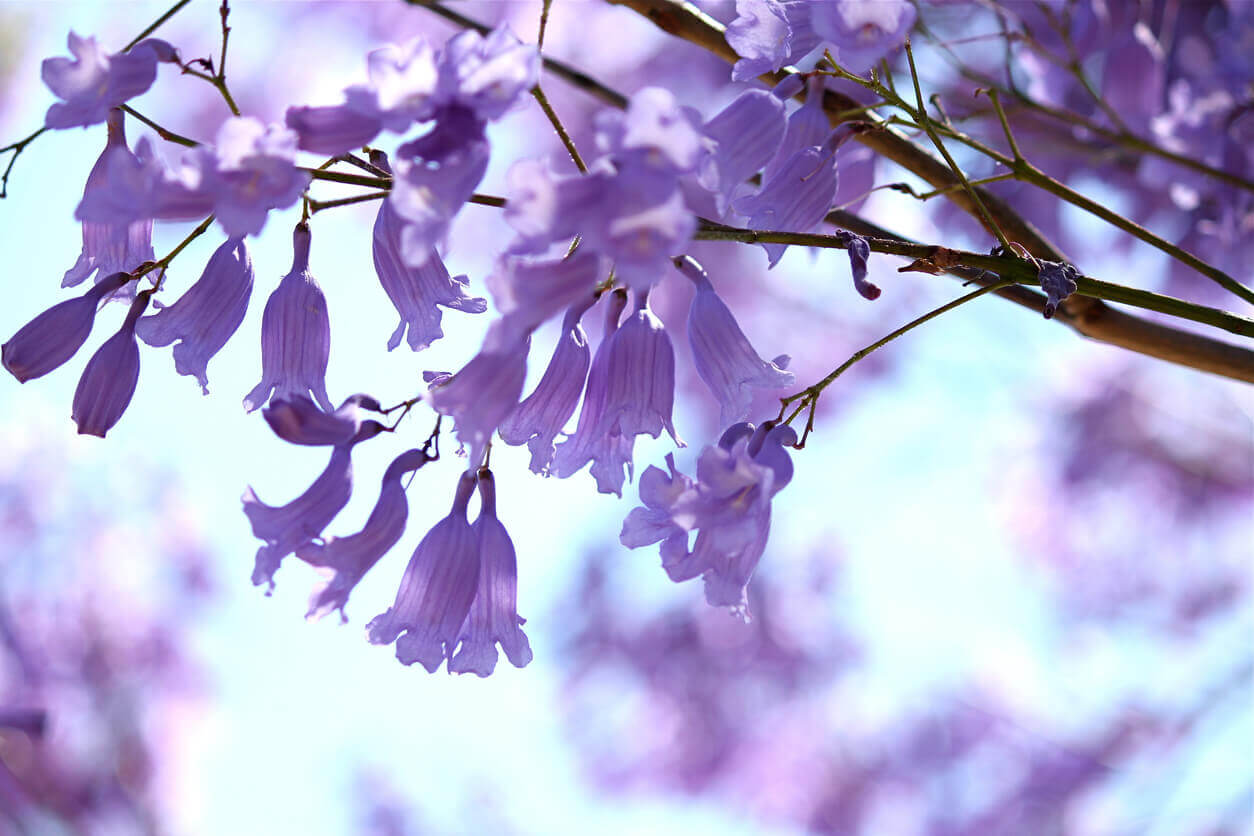 Purple flowers on a jacarandá tree.
