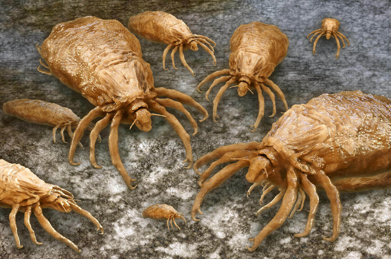 Lice under a microscope.