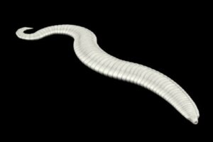 Pinworms in Children: What You Should Know