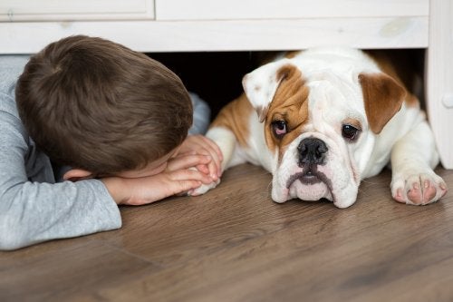 What to Do if My Child Is Bitten by a Dog?