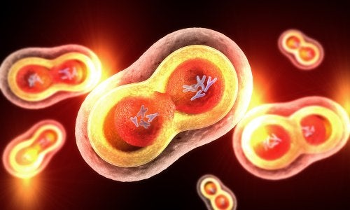 How to Explain Mitosis to Children
