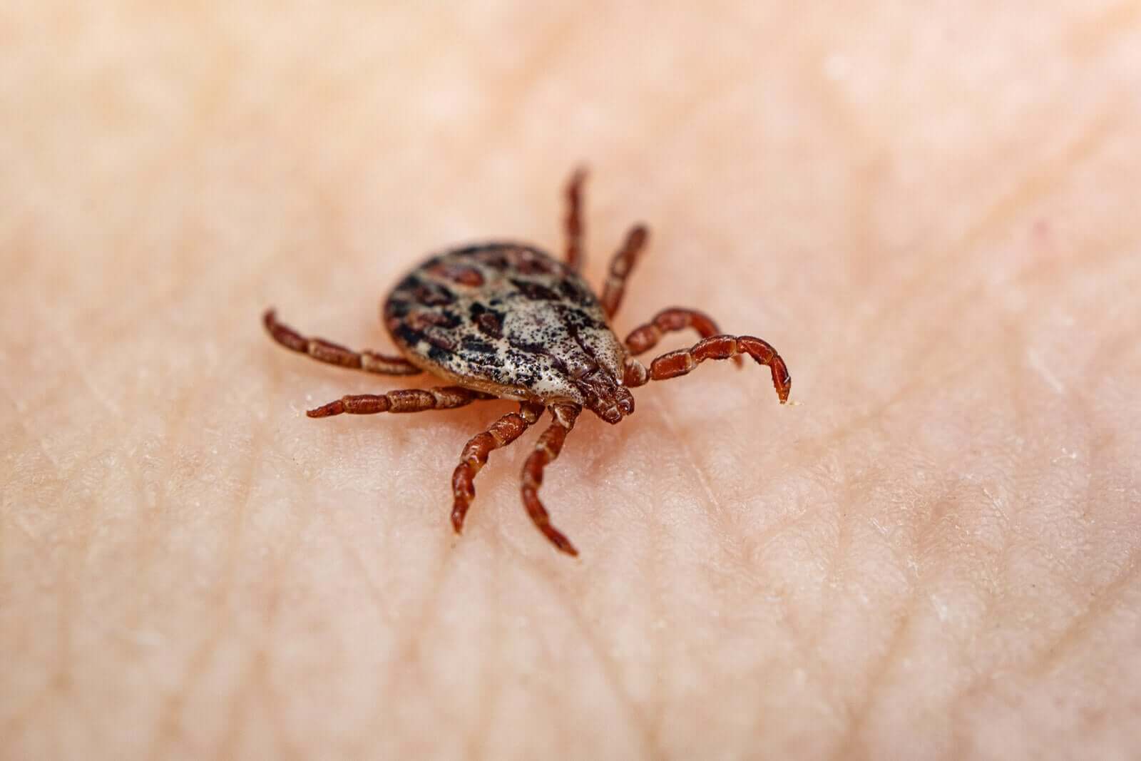 A tick crawling on a person's skin.
