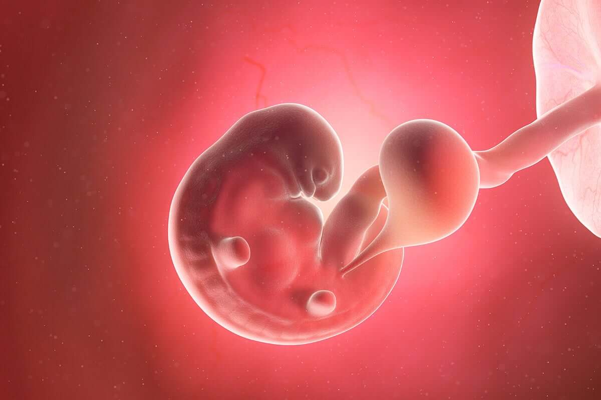A 6-week fetus.