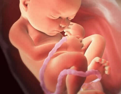 An illustration of a baby sleeping in the womb.