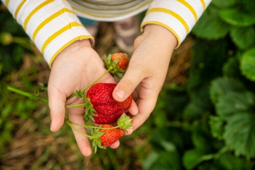 3 Very Nutritious Recipes with Strawberries for Children