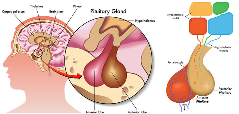 An illustration of the pituitary gland.
