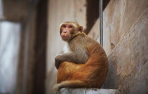 Monkeypox in Children: Everything You Need to Know