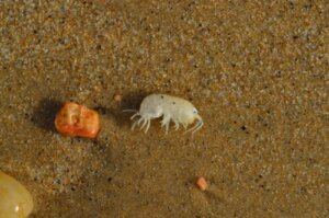 What to Do if Your Child is Bitten by a Sea Louse?