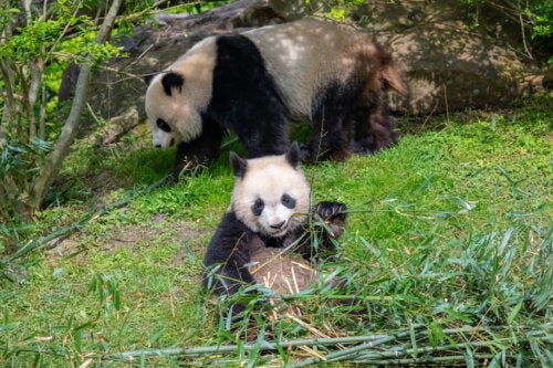 Panda Parenting, A New Form of Parenting
