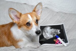 Dogs Can Detect Pregnancy: True or False