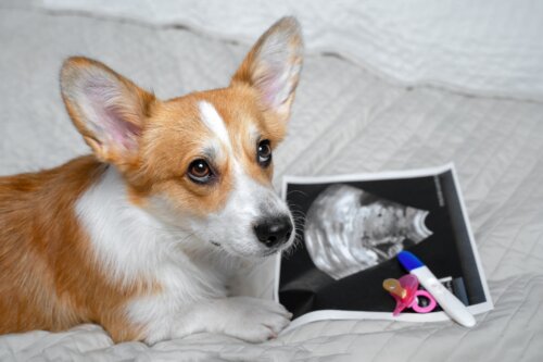 Dogs Can Detect Pregnancy: True or False