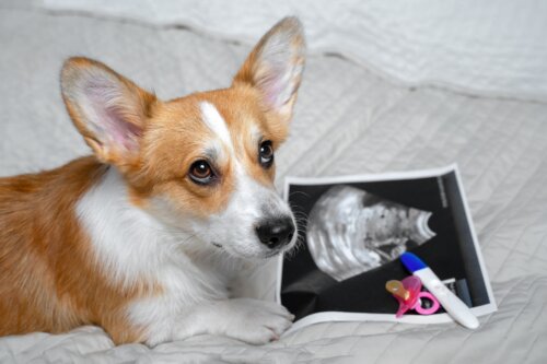 dogs-can-detect-pregnancy-true-or-false