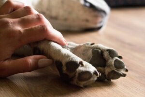 How to Explain the Death of a Pet to a Child