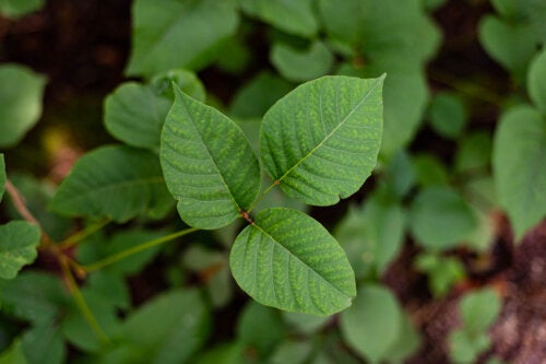 What to Do if My Child Touches Poison Ivy?