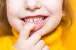 What Are the Names and Functions of the Teeth?