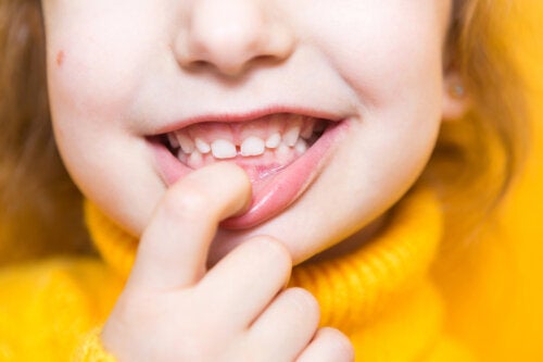 What Are the Names and Functions of the Teeth?